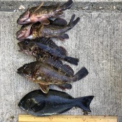 ポイントパニックメバリング