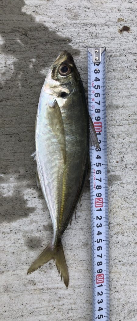 まぁなんとか尺アジ、サバ