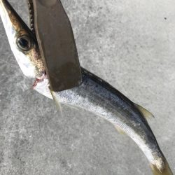 ショアジギングで太刀魚、カマス、アジGET