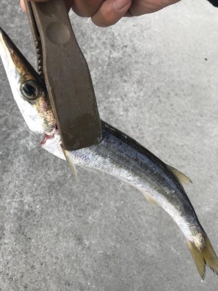 ショアジギングで太刀魚、カマス、アジGET