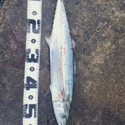 サゴシ湧き沸き