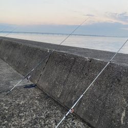 大型カレイ来た〜