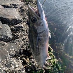 西京焼にしようっと♪