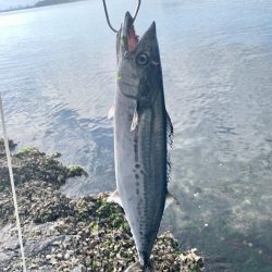 祭りこあと>* ))))><