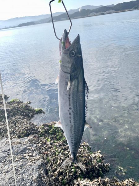 祭りこあと>* ))))><