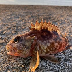 アオリイカ、太刀魚