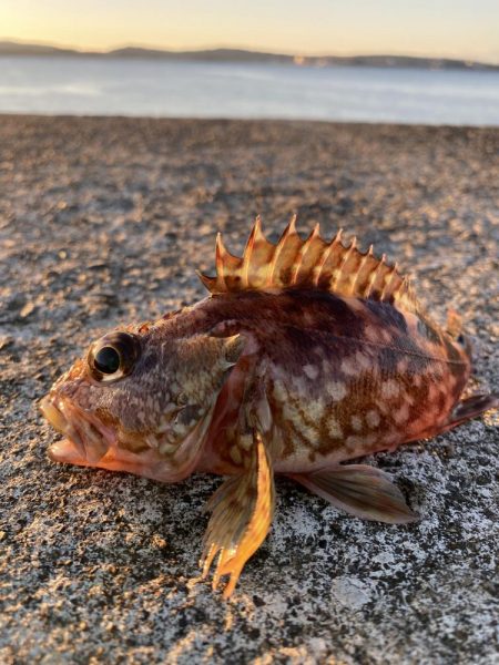 アオリイカ、太刀魚
