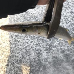 朝マズメのカマス祭り