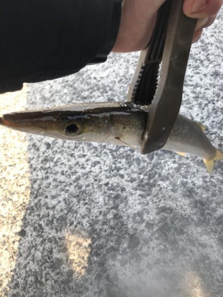 朝マズメのカマス祭り