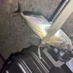 寒さに耐えてランガン