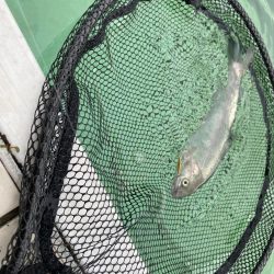 かめプーでエリアトラウト