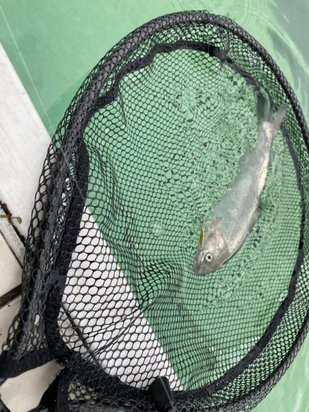 かめプーでエリアトラウト