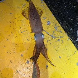 ヒイカ12  メバル①