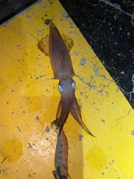 ヒイカ12  メバル①