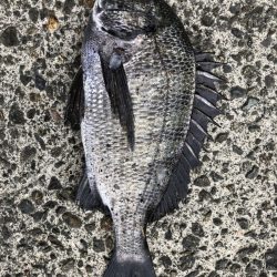 イチノ兄弟、釣果!