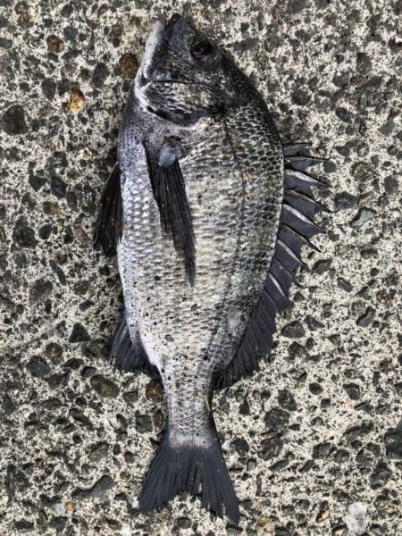 イチノ兄弟、釣果!