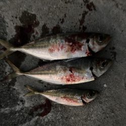 ⭐︎サビキは1日にして成らず