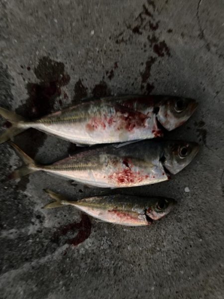 ⭐︎サビキは1日にして成らず…