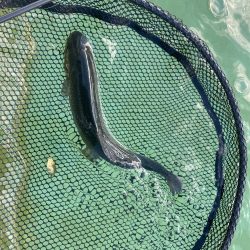 亀岡市かめプー