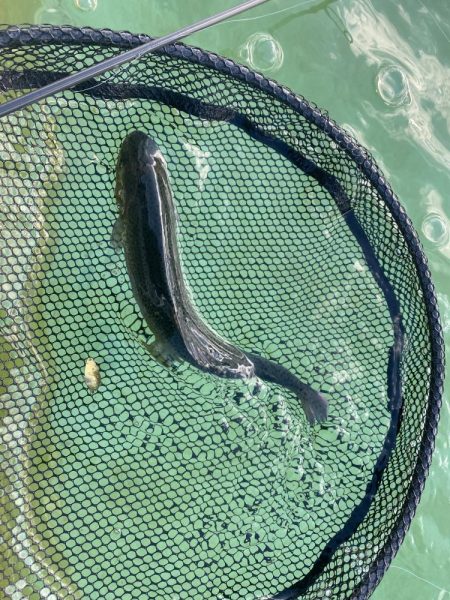 亀岡市かめプー