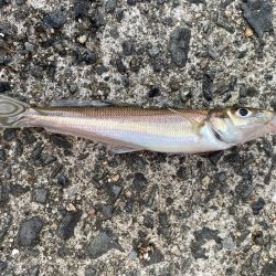 カレイとキス狙い