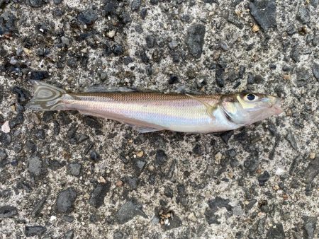 カレイとキス狙い