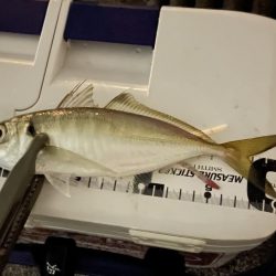 ジグ単deアジング?かろうじて居ました