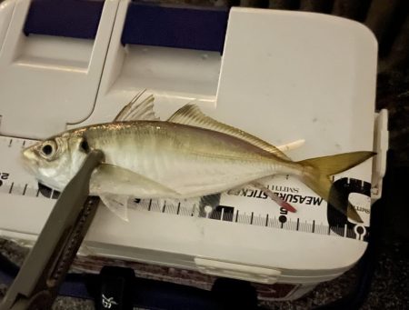 ジグ単deアジング?かろうじて居ました