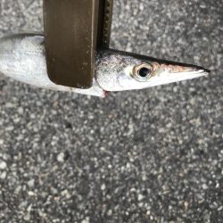 太刀魚、カマス、アジ、サバGET