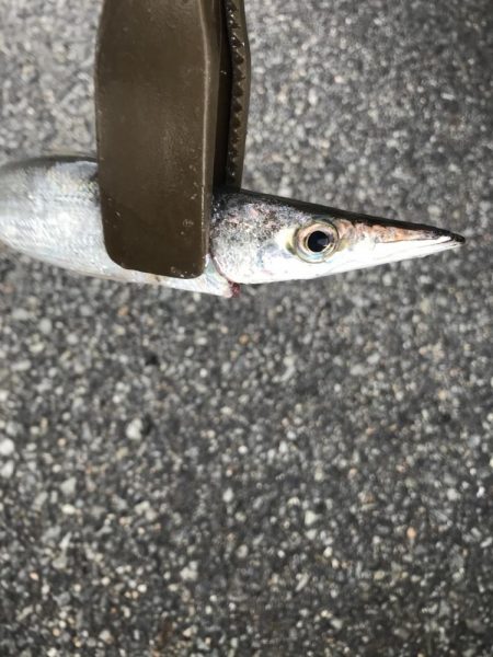 太刀魚、カマス、アジ、サバGET