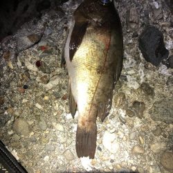 メジャーポイント メバリング