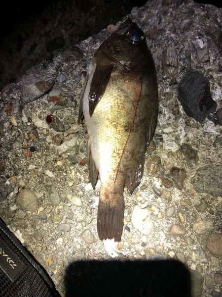 メジャーポイント メバリング