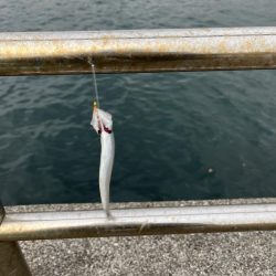 久しぶりのイワシっ子