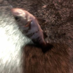 船のフカセを堤防でやってみた!