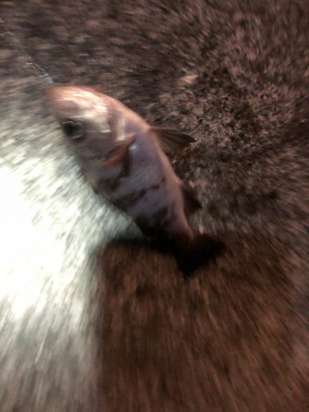 船のフカセを堤防でやってみた!