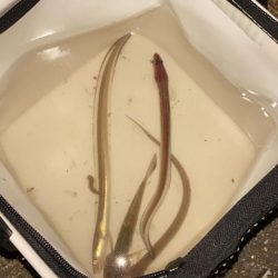 夜釣りのアナゴ釣り