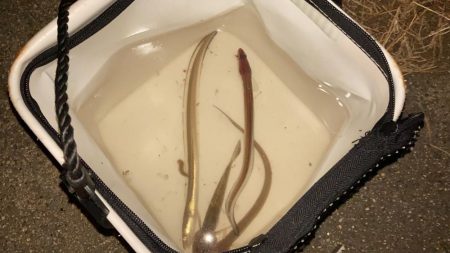 夜釣りのアナゴ釣り