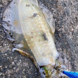 今年最後のエギング