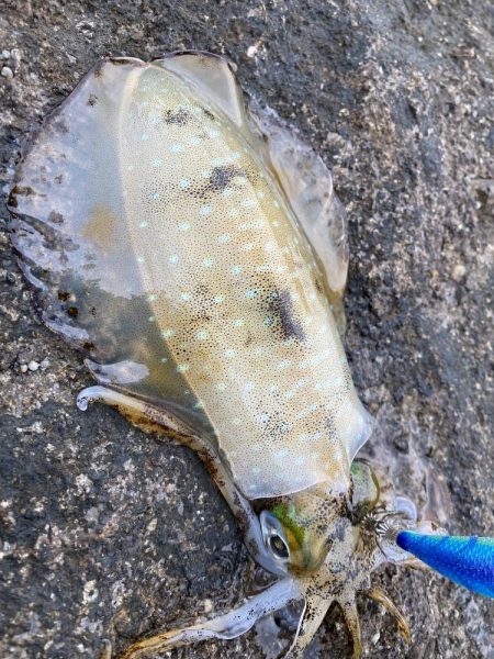 今年最後のエギング