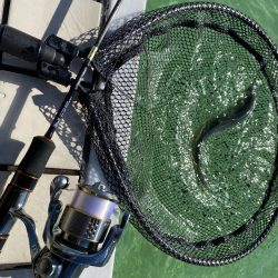 かめプー　トップ激アツ