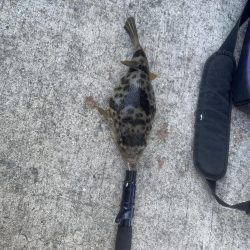 はじめてのコブダイ