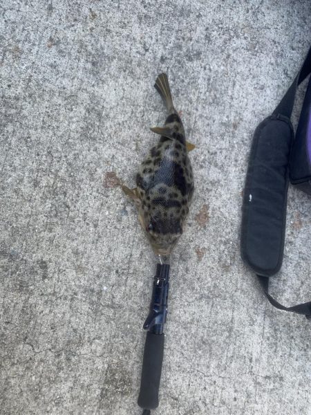 はじめてのコブダイ