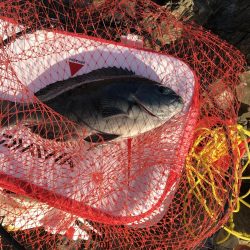 沖磯でグレ釣り