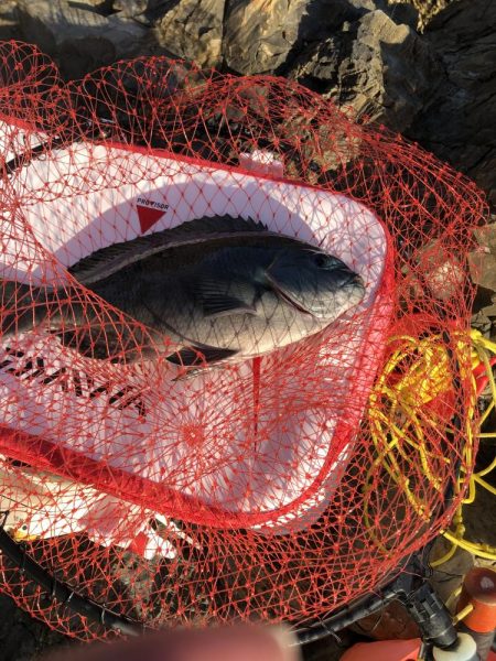 沖磯でグレ釣り