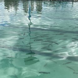 かめプー　1日でガチ勢増えた