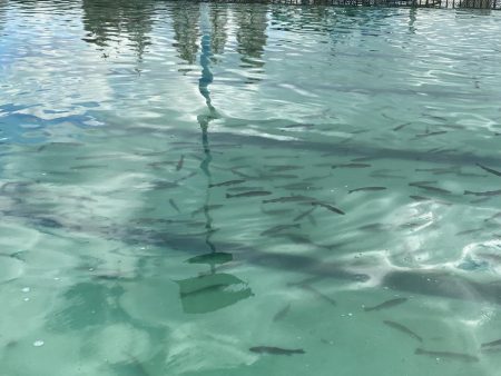 かめプー　1日でガチ勢増えた