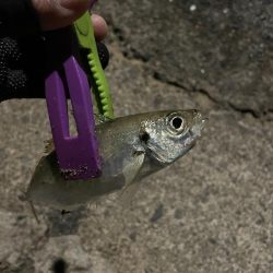 まだ豆がいっぱい