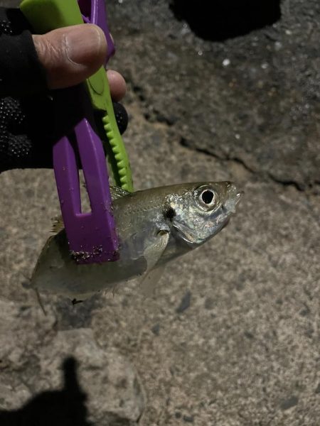 まだ豆がいっぱい