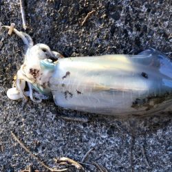 朝まずめの恩恵