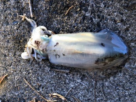 朝まずめの恩恵